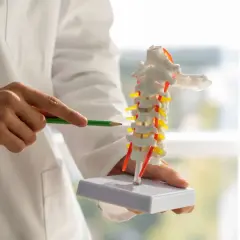 Lekarz wskazuje na model kręgosłupa szyjnego, gdzie widoczne są osteofity na krawędziach trzonów kręgów.