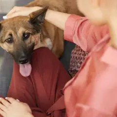Perro con la lengua afuera, recostado en el regazo de una persona. Si tu perro comió algo que no debía, consulta a un veterinario sobre cómo hacer vomitar a un perro.