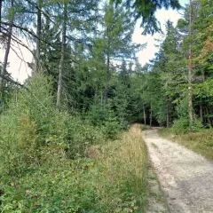 Ścieżka w lesie, gdzie krynica-zdrój jakie to góry. Znaki szlaku turystycznego na drzewie.