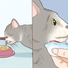 Graue Katze frisst aus Napf, dann wird ihr Kinn mit einem Tuch gereinigt.
