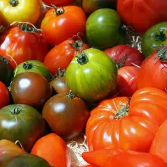 Un assortiment coloré de tomates anciennes, allant du vert zébré au brun profond, en passant par le rouge vif, évoque un panier garni de saveurs d'antan.