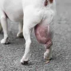 Gros plan sur un chien blanc avec une grosse boule de graisse sous la queue. La peau est rosée et tendue.