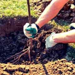 Mani guantate piantano un giovane albero da frutto in una buca scavata nel terreno. Il momento ideale per piantare alberi da frutto è ora.