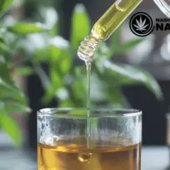 Domowy olej CBD: Jak zrobić legalnie i bezpiecznie krok po kroku