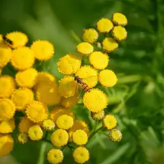 Kwitnący wrotycz, jak wygląda: drobne, żółte kwiatostany zebrane w baldachy, na jednym z nich siedzi owad.