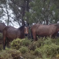 Caballos salvajes en la Serra da Groba, con el pelaje mojado por la lluvia, pastando entre la vegetación.