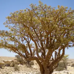 Ein Weihrauchbaum in der Wüste. Seine Harzgewinnung ist bekannt für ihre beruhigende weihrauch wirkung.