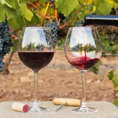 Zwei Gläser Rotwein werden vor reifen Trauben in der Beaujolais-Region gefüllt. Ein Korken und ein Korkenzieher liegen bereit.