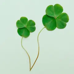 Dwa koniczyny, symbole Irlandii, przypominają o nadziei i szczęściu.