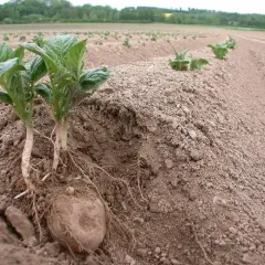 Młode sadzonki ziemniaków z widocznymi korzeniami i bulwą, gotowe do sadzenia na polu.