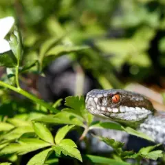 En huggorm simmar genom grönska, dess orange ögon lyser. En vit sippa blommar i närheten.