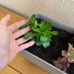 Dłoń nad młodą roszponką w donicy. Udana roszponka uprawa na balkonie, obok sałata.