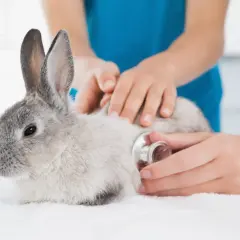 Królik gryzie? Rozszyfruj jego język i zmień zachowanie pupila!
