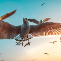 A flock of seagulls in flight, captured in stunning bird photography. Their wings are spread wide against a gradient sky of teal and golden sunset hues.