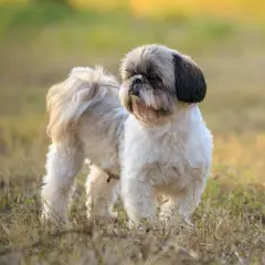 Shih Tzu: włosy czy sierść? Co to oznacza dla alergików i pielęgnacji