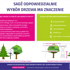 Drzewa na osiedla: Jak wybrać idealne? Poradnik eksperta