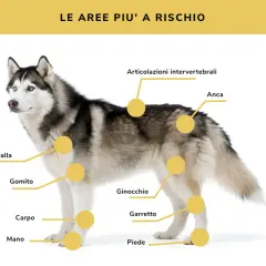 Husky con cerchi gialli che indicano le aree più a rischio per i dolori articolari cane: spalla, gomito, carpo, mano, ginocchio, garretto, anca e articolazioni intervertebrali.