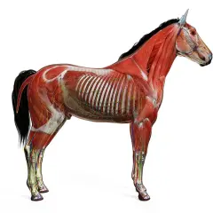 Poznaj wszystkie części konia - kompletny atlas budowy anatomicznej zwierząt