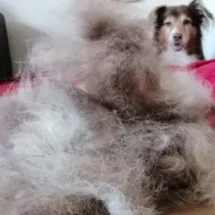 Ein riesiger Haufen Hundehaare liegt auf einem roten Kissen. Der Hund, der extrem haart, schaut neugierig in die Kamera.