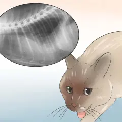 Radiografía de un gato con respiración agitada. Se observa una imagen de rayos X del tórax del felino, mostrando sus costillas y columna vertebral.
