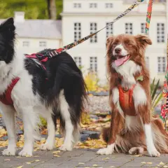 Gdzie na spacer z psem pomorskie: najlepsze miejsca na relaks z pupilem