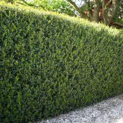Dichte grüne Hecke aus Ilex, ideal zum Ilex vermehren. Dahinter ein Baum mit einem Baumhaus.