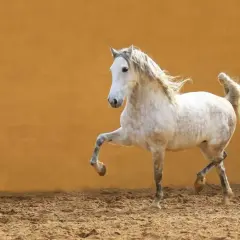 Piękny koń andaluzyjski w ruchu, z rozwianą grzywą i ogonem, na tle pomarańczowej ściany.