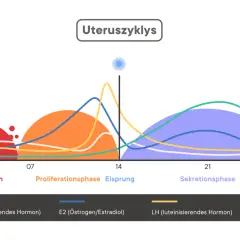 Der Uteruszyklus zeigt Hormonverläufe. Nach dem Eisprung steigt Progesteron an, was auf die Vorbereitung auf eine mögliche Schwangerschaft hindeutet. Die nächste Periode tritt ein, wenn keine Befruchtung stattfindet.