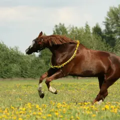 Cheval brun en liberté dans un champ de pissenlits, portant une guirlande de fleurs. Attention, la porcelle enracinée est toxique pour les chevaux.