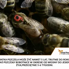 Matka pszczela żyje do 5 lat, trutnie do roku, a robotnice od wiosny do jesieni przeciętnie 5-6 tygodni.