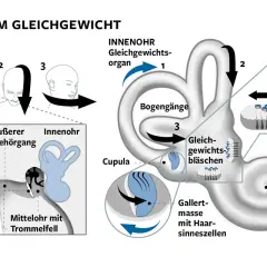 Das Gleichgewichtsorgan im Innenohr erklärt, wie Bewegungen und Ohrsteinchen für unser Gleichgewicht sorgen. Störungen können zu Gleichgewichtsstörungen führen.