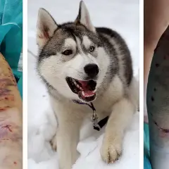 Czy husky jest agresywny? Prawda o ich zachowaniu i naturze