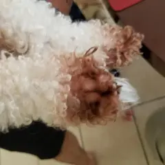 Puszysty bichon frise brązowy, z kudłatymi łapkami, odpoczywa na czarnych spodenkach.