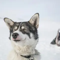 Szczęśliwy husky syberyjski na śniegu. Zastanawiasz się, ile kosztuje husky syberyjski? Ten pies wygląda na zadowolonego z życia.