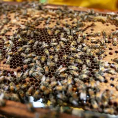 Rój pszczół pracowicie zbiera propolis w ulu, tworząc złocisty plaster miodu.