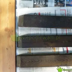 Stara drabina, nowy kwietnik: Zrób to sam krok po kroku!