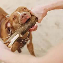 Brązowy piesek z zapałem gryzie drewno, walcząc o nie z ludzką ręką na plaży.