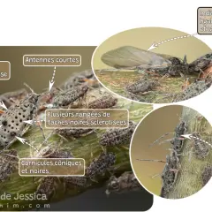 Pucerons du saule : corps grisâtre, antennes courtes, taches noires. Le traitement peut impliquer des prédateurs naturels.
