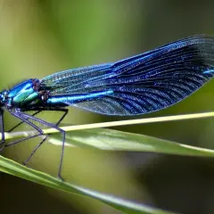 Blaue Libelle auf einem Grashalm. Sie jagt kleine Insekten, denn das ist, was fressen Libellen.