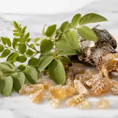 Kawałek kory z żywicą i gałązka z liśćmi. To naturalne wsparcie dla zdrowia, znane jako boswellia na stawy.