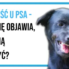 Czarny pies warczy, pokazując zęby. Tekst na obrazku: "Zazdrość u psa - czym się objawia, jak z nią walczyć?".