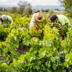 Arbeiter ernten Trauben im Weinberg. Der biodynamische Weinbau steht für nachhaltige Landwirtschaft und gesunde Reben.