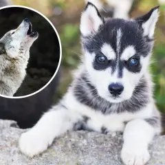 Mały husky, przyszły wilk, patrzy z zaciekawieniem. Obok wilk wyjący do księżyca.