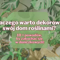 Dlaczego uprawiamy rośliny doniczkowe? Odkryj ich niezwykłe korzyści