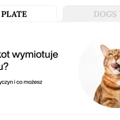 Zastanawiasz się, dlaczego kot wymiotuje po jedzeniu? Dowiedz się o 7 przyczynach i co możesz zrobić. Kot na zdjęciu wygląda, jakby właśnie coś zjadł.