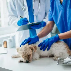 Weterynarz bada psa, który może mieć anemia u psa objawy. Lekarz w niebieskich rękawiczkach głaszcze zwierzę, podczas gdy drugi notuje na kartce.