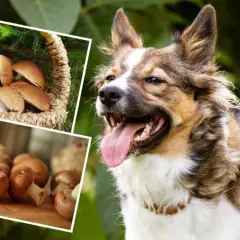 Czy pies może jeść pieczarki? Bezpieczeństwo, ryzyko i porady weterynarza