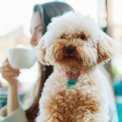 En fluffig hund med en mintgrön bricka på sitt rosa halsband njuter av en fika med sin ägare.