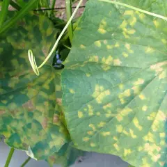 Foglie di cetriolo colpite da peronospora, con macchie gialle e marroni che si diffondono.
