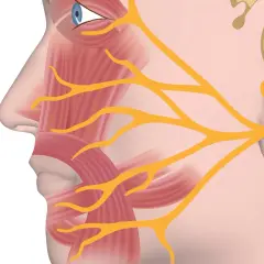 Anatomia twarzy: widok profilu ukazujący mięśnie twarzy i nerwy.